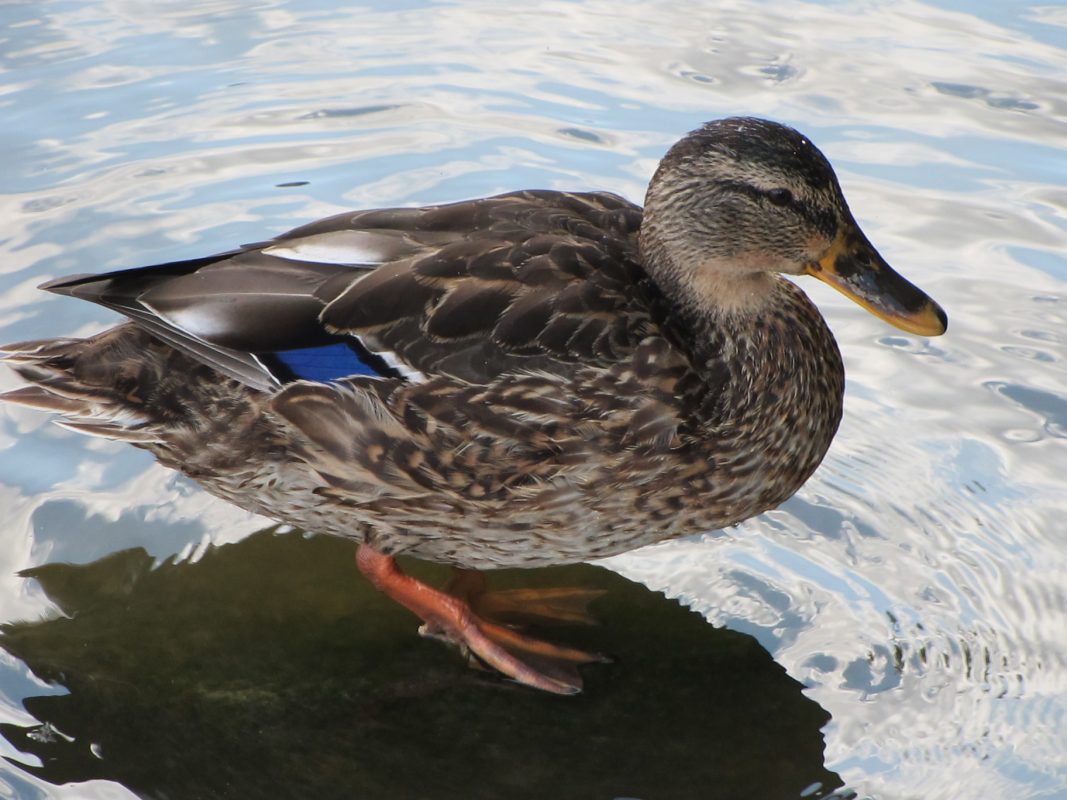 Die Heiligsprechung der Angela Merkel im grünen Milieu