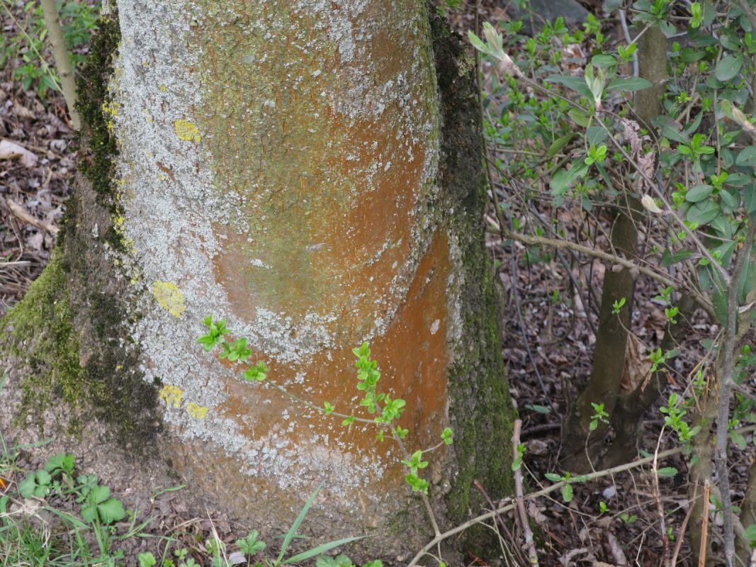 Zur Ökologie der Existenz / Leseprobe
